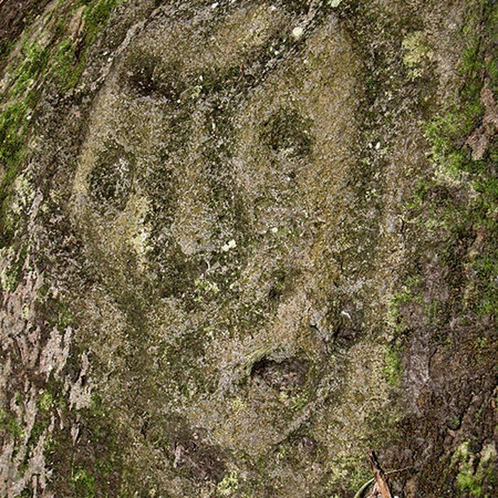 Photo de Site du Plessis 2