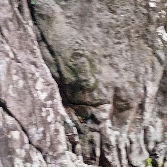 Photo de Site du Plessis 2