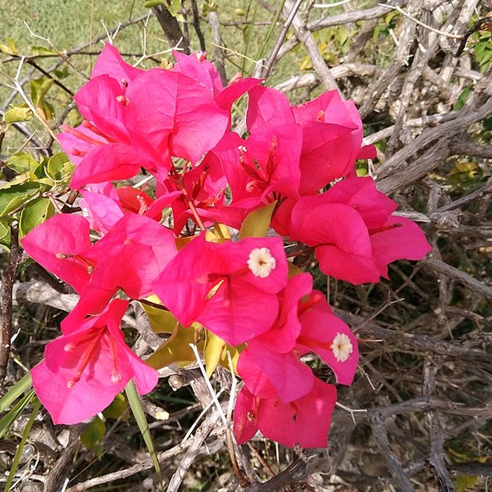 Photo de Habitation sucrière, dite Château-Dubuc, sur la presquîle de la Caravelle