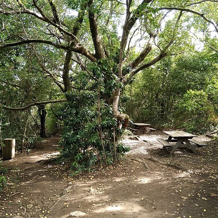 Photo de Habitation sucrière, dite Château-Dubuc, sur la presquîle de la Caravelle