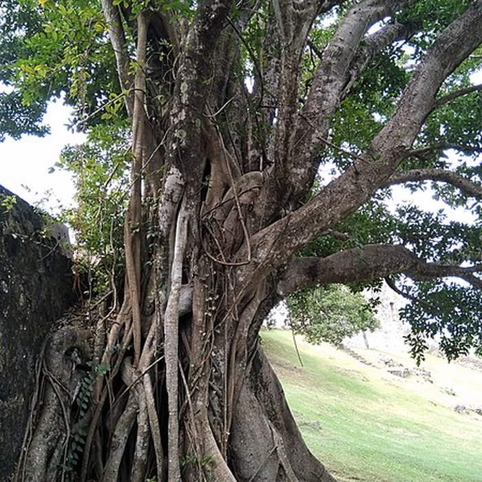 Photo de Habitation sucrière, dite Château-Dubuc, sur la presquîle de la Caravelle
