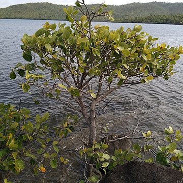 Habitation sucrière, dite Château-Dubuc, sur la presquîle de la Caravelle