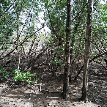 Habitation sucrière, dite Château-Dubuc, sur la presquîle de la Caravelle