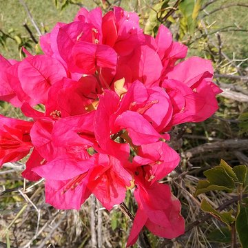 Habitation sucrière, dite Château-Dubuc, sur la presquîle de la Caravelle