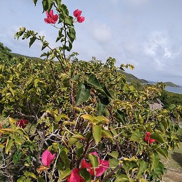 Habitation sucrière, dite Château-Dubuc, sur la presquîle de la Caravelle
