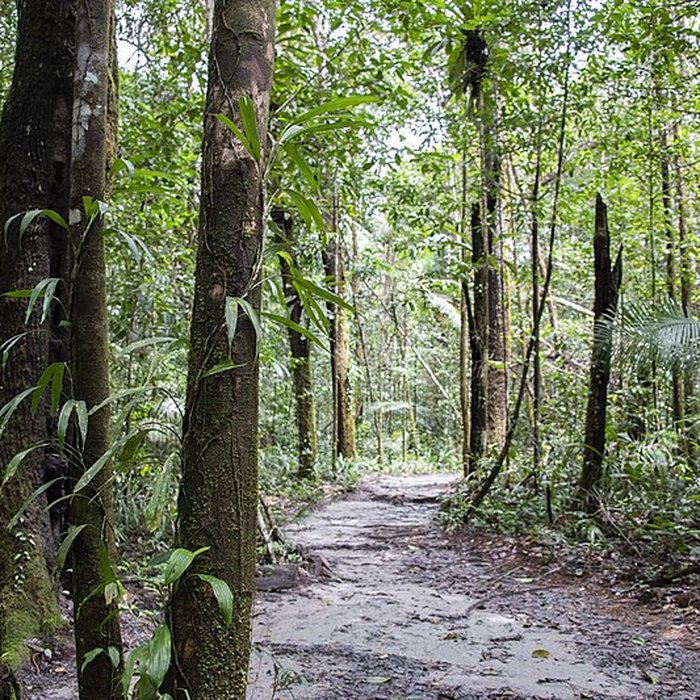 Photo de Camp central de Crique Anguille