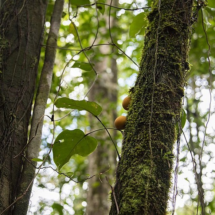 Photo de Camp central de Crique Anguille