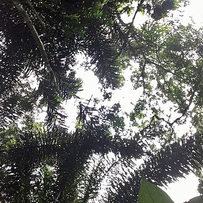 Photo de Camp central de Crique Anguille