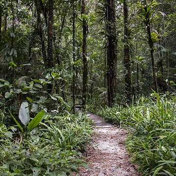 Camp central de Crique Anguille