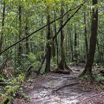 Camp central de Crique Anguille