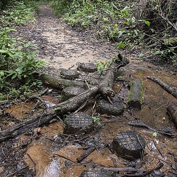 Camp central de Crique Anguille