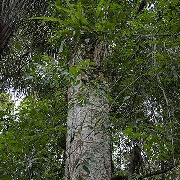 Camp central de Crique Anguille