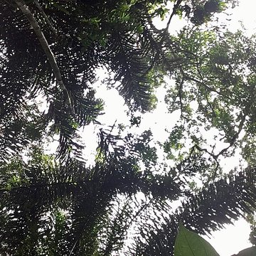 Camp central de Crique Anguille