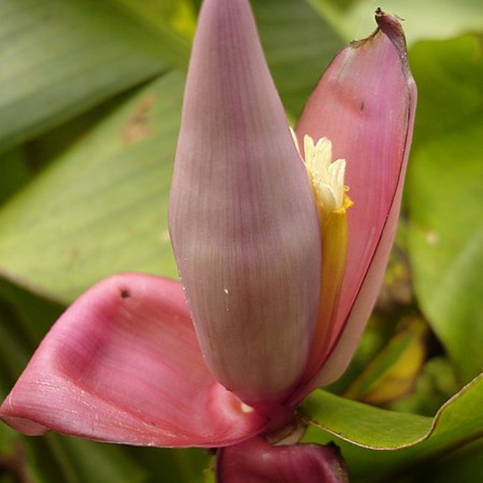Photo de Muséum dHistoire Naturelle