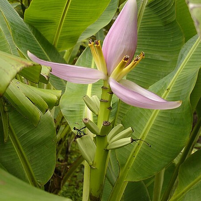 Photo de Muséum dHistoire Naturelle