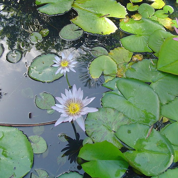 Photo de Muséum dHistoire Naturelle