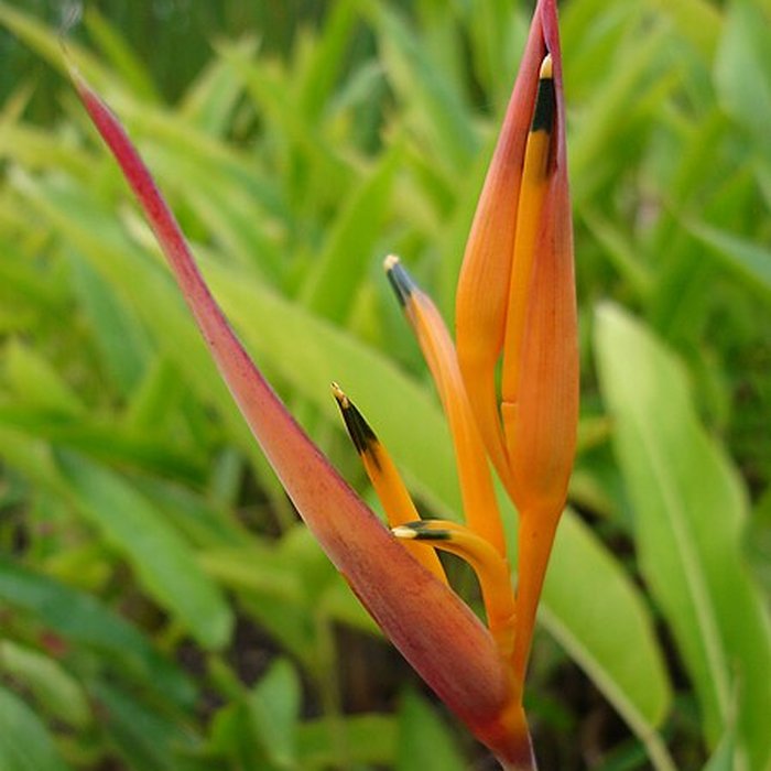 Photo de Muséum dHistoire Naturelle