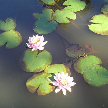 Muséum dHistoire Naturelle