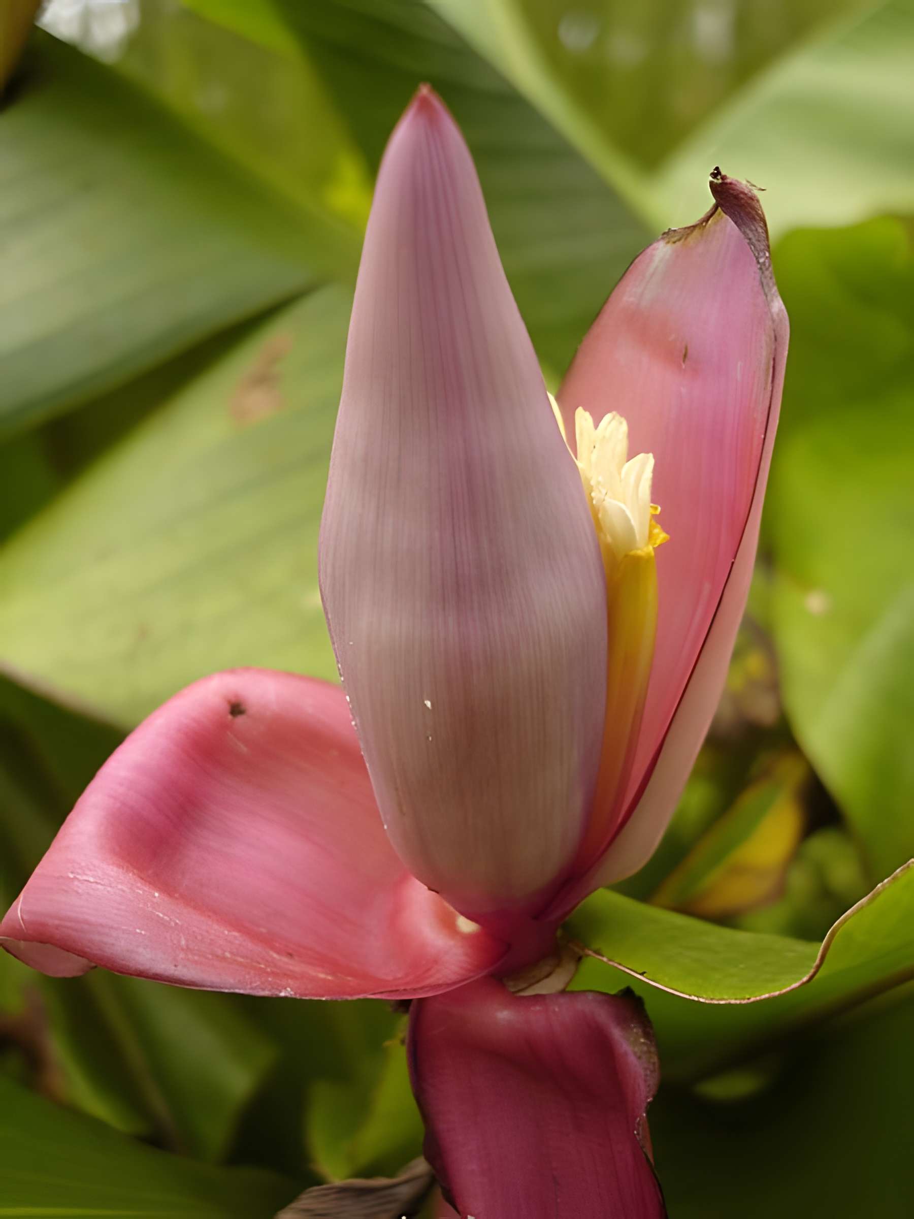 Muséum d'Histoire Naturelle