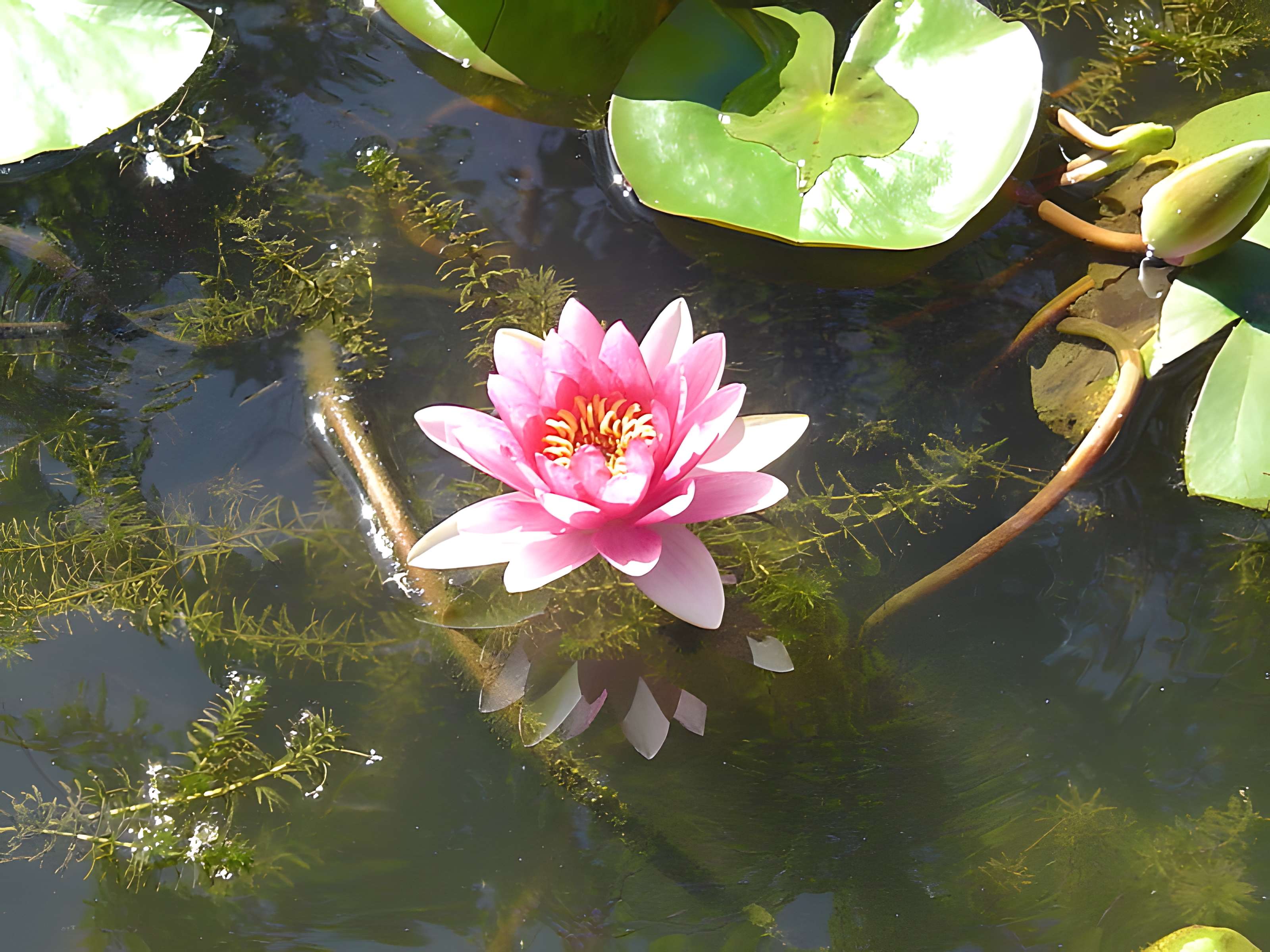 Muséum d'Histoire Naturelle