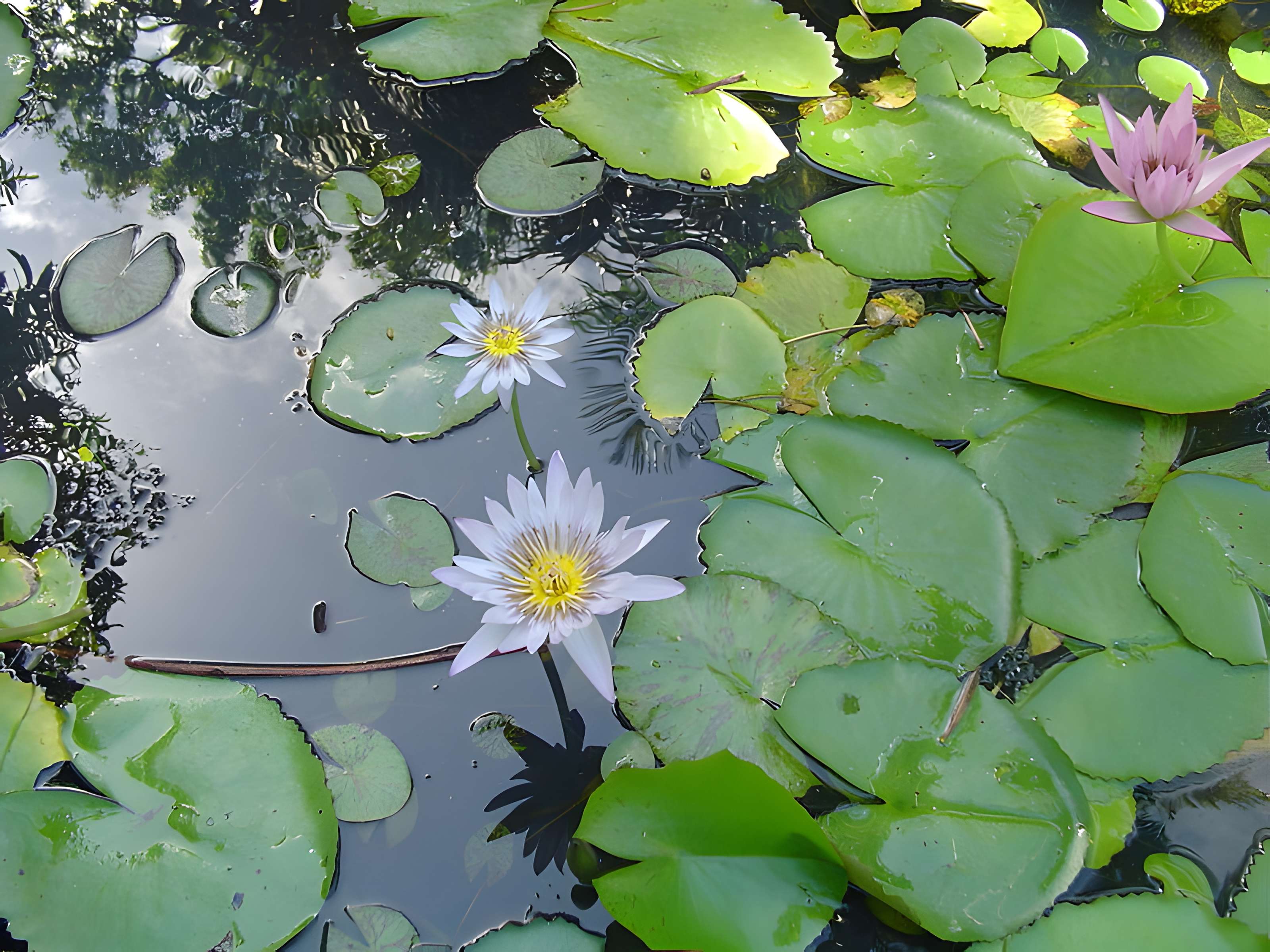 Muséum d'Histoire Naturelle