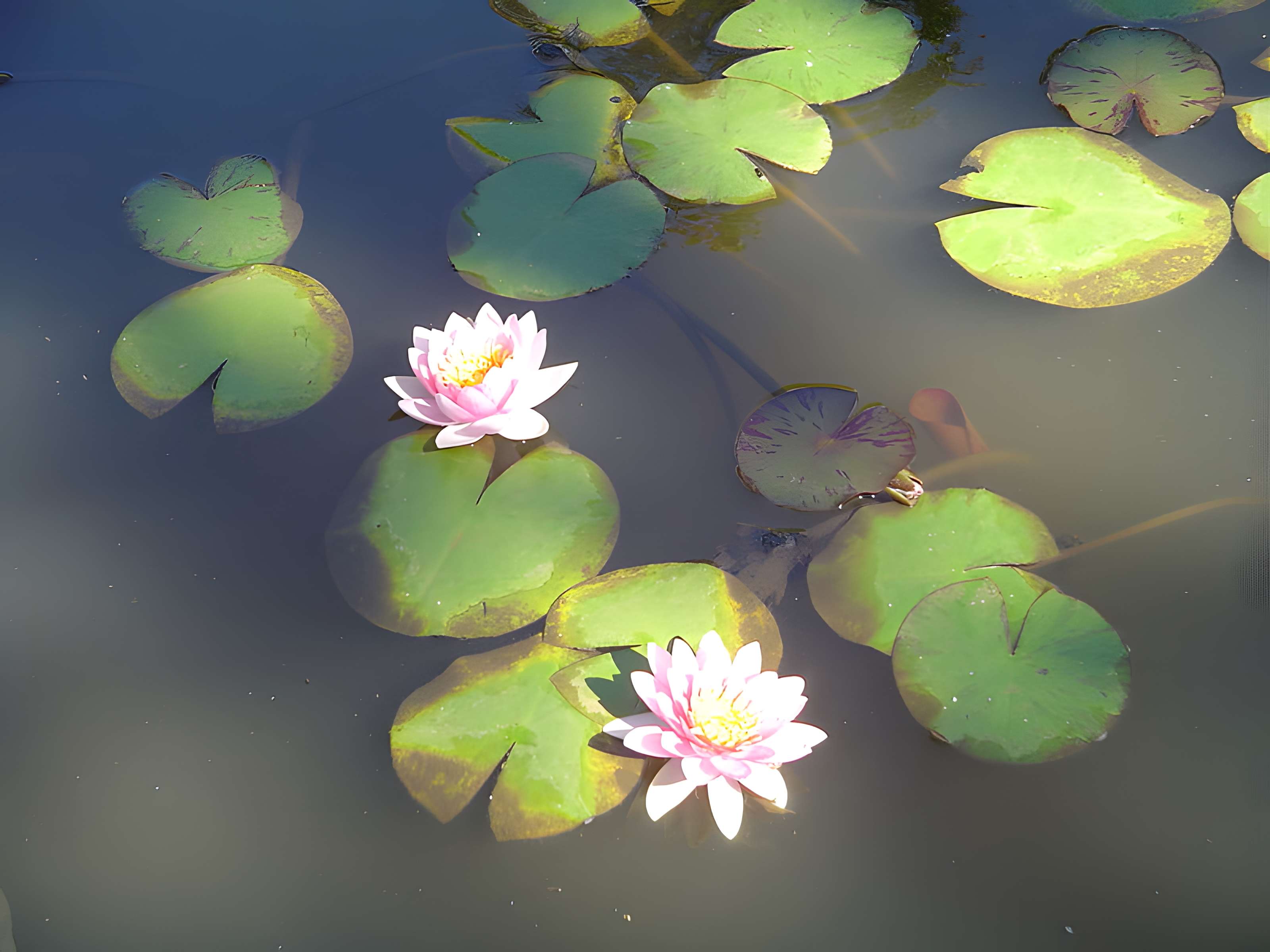 Muséum d'Histoire Naturelle