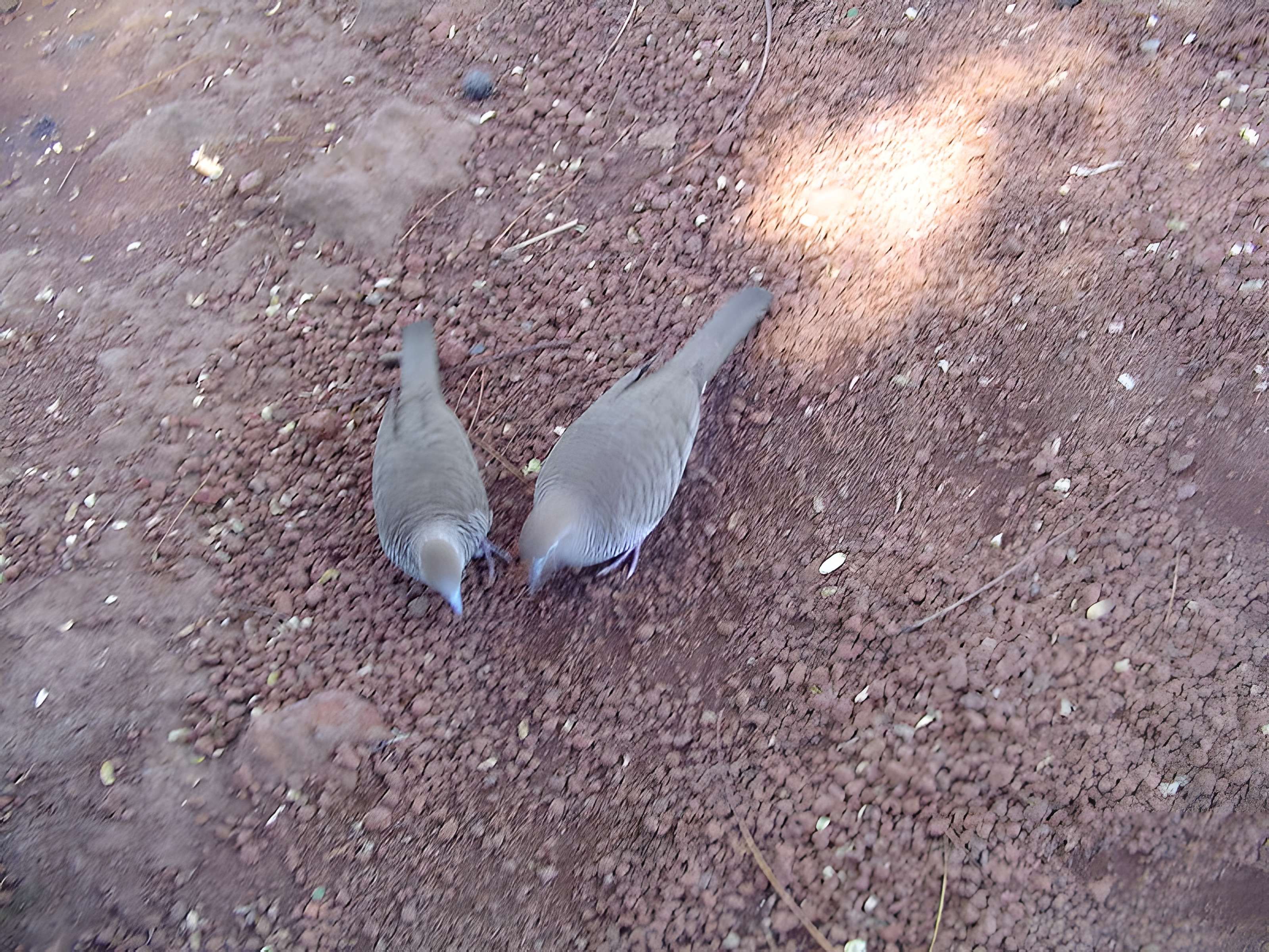 Muséum d'Histoire Naturelle