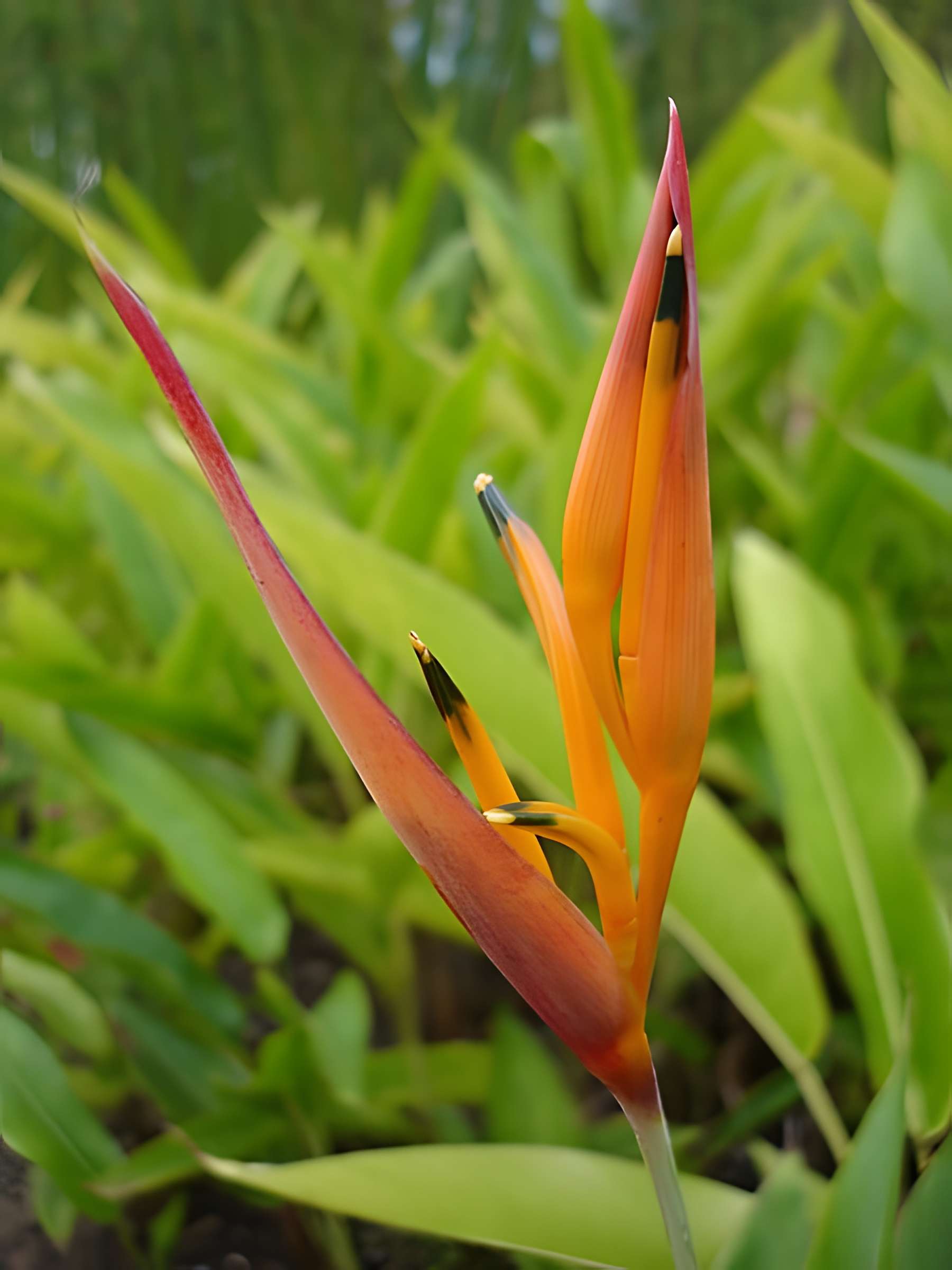 Muséum d'Histoire Naturelle