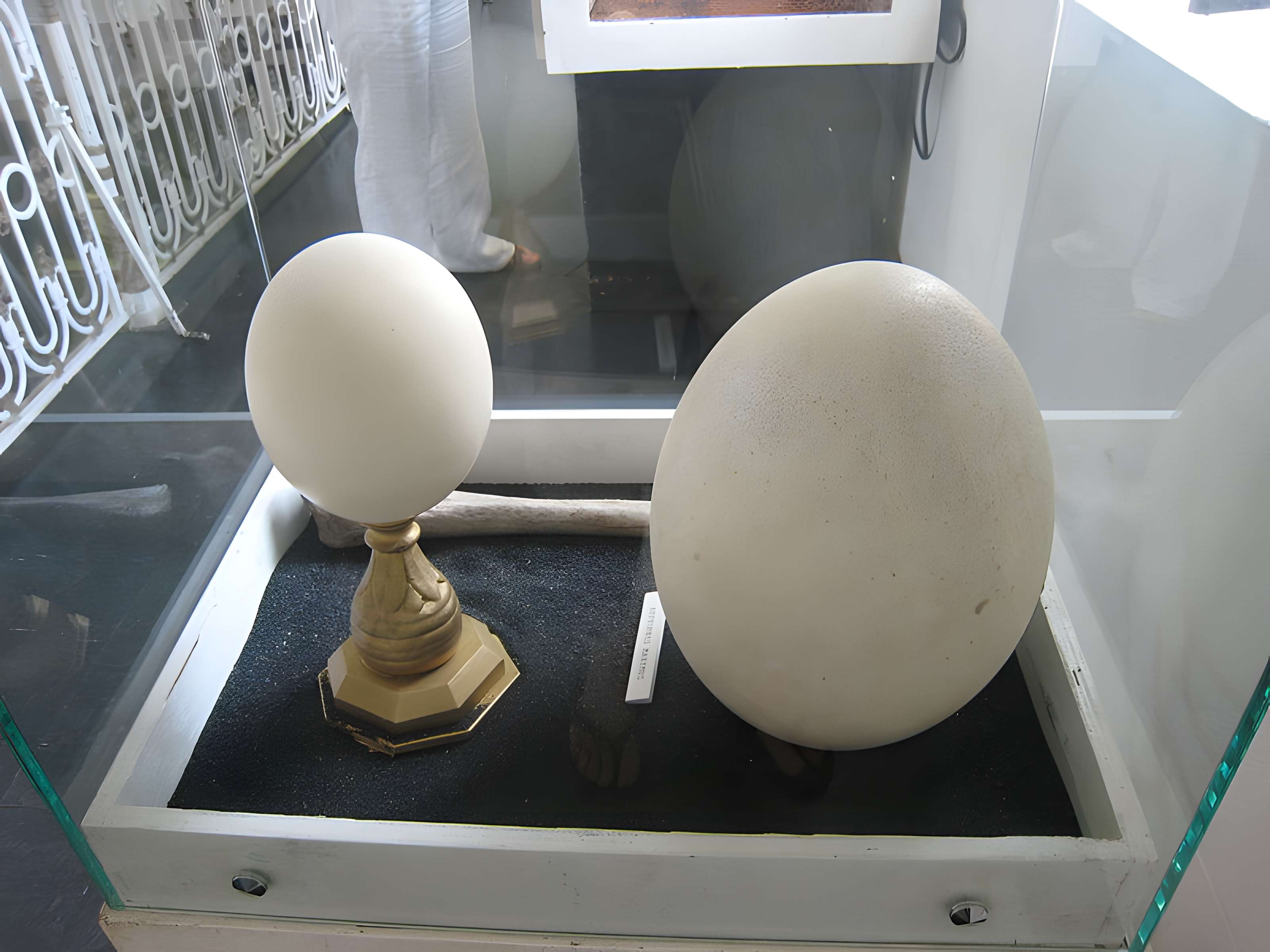 Muséum d'Histoire Naturelle