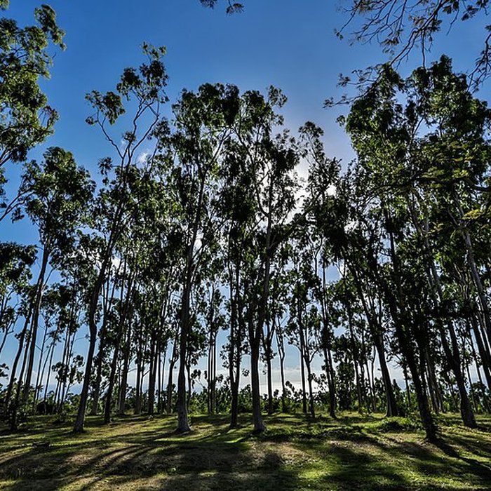 Photo de Domaine de Villèle