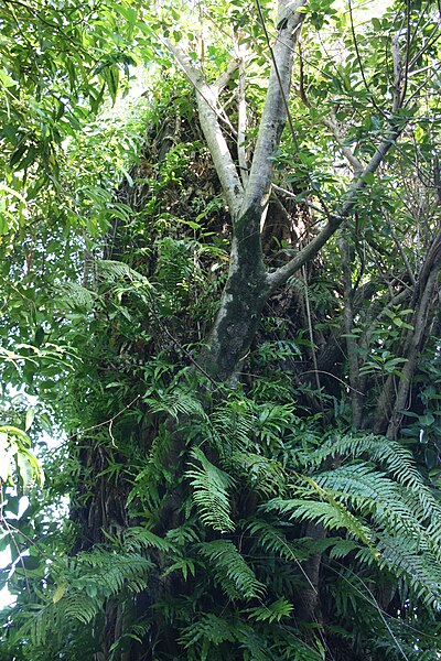 Photo de Cheminée dite La Trinité