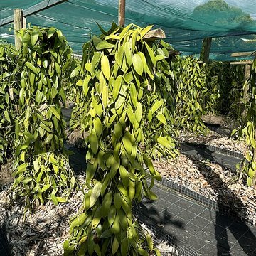 Domaine du Grand Hazier