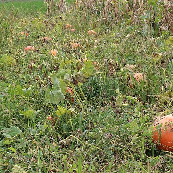 Photo de Domaine des Saveurs – Les Planons