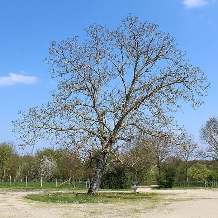 Photo de Domaine des Saveurs – Les Planons