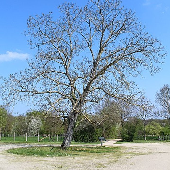 Photo de Domaine des Saveurs – Les Planons