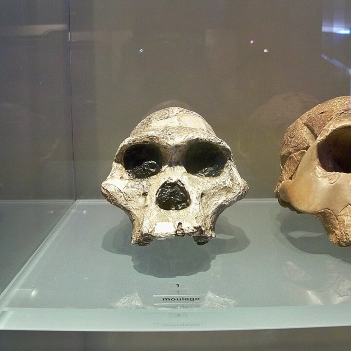 Photo de Musée départemental de préhistoire