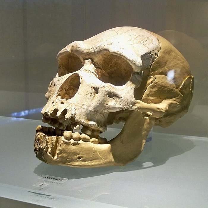 Photo de Musée départemental de préhistoire