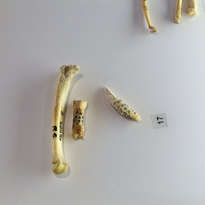 Photo de Musée départemental de préhistoire