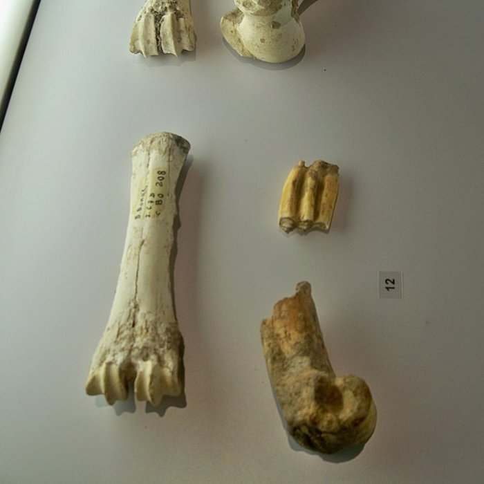 Photo de Musée départemental de préhistoire