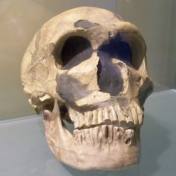 Musée départemental de préhistoire