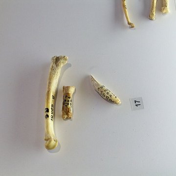 Musée départemental de préhistoire