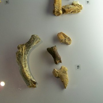 Musée départemental de préhistoire