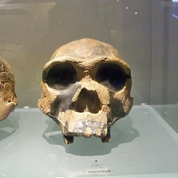 Musée départemental de préhistoire