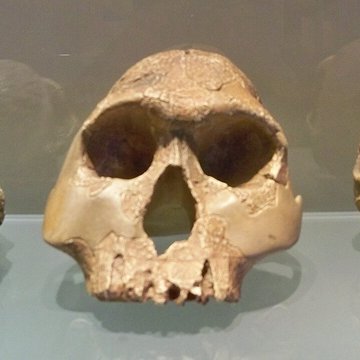 Musée départemental de préhistoire