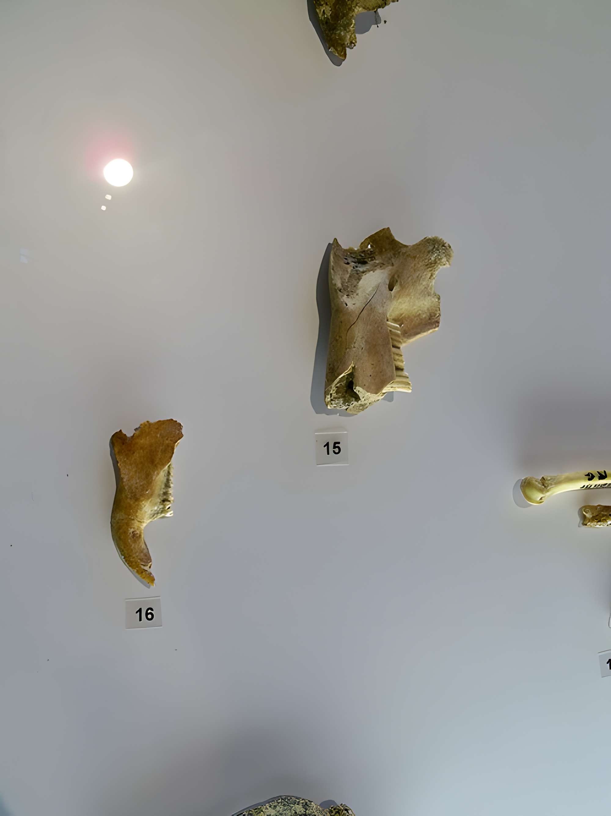 Musée départemental de préhistoire