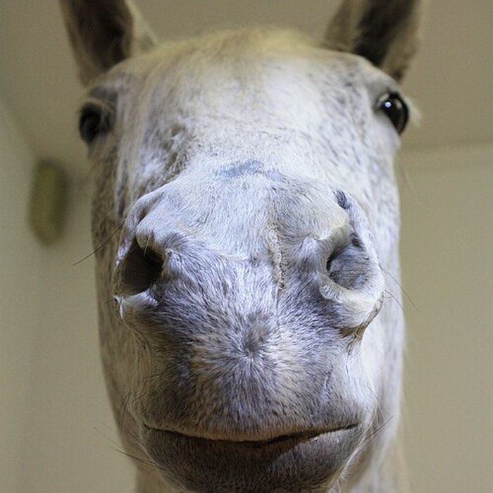 Photo de Musée départemental des Hautes-Alpes