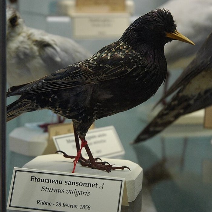 Photo de Musée départemental des Hautes-Alpes