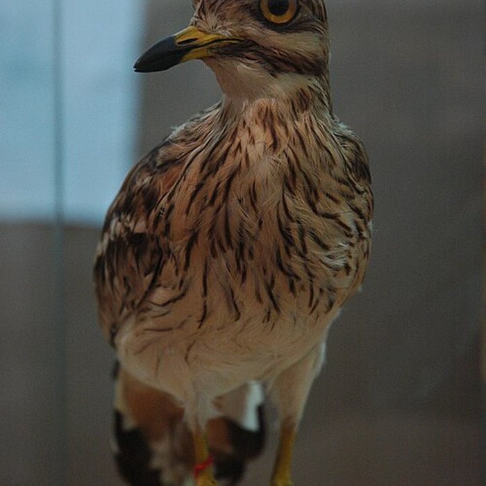 Photo de Musée départemental des Hautes-Alpes