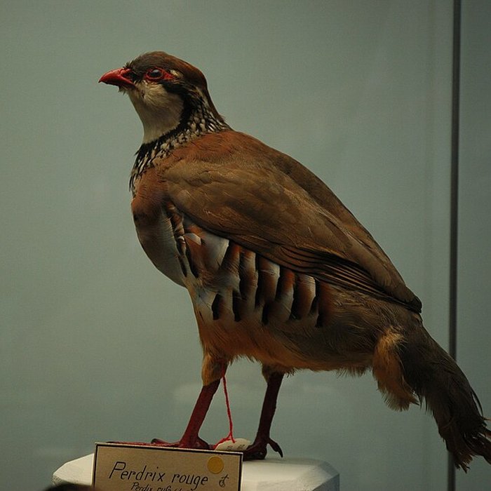 Photo de Musée départemental des Hautes-Alpes