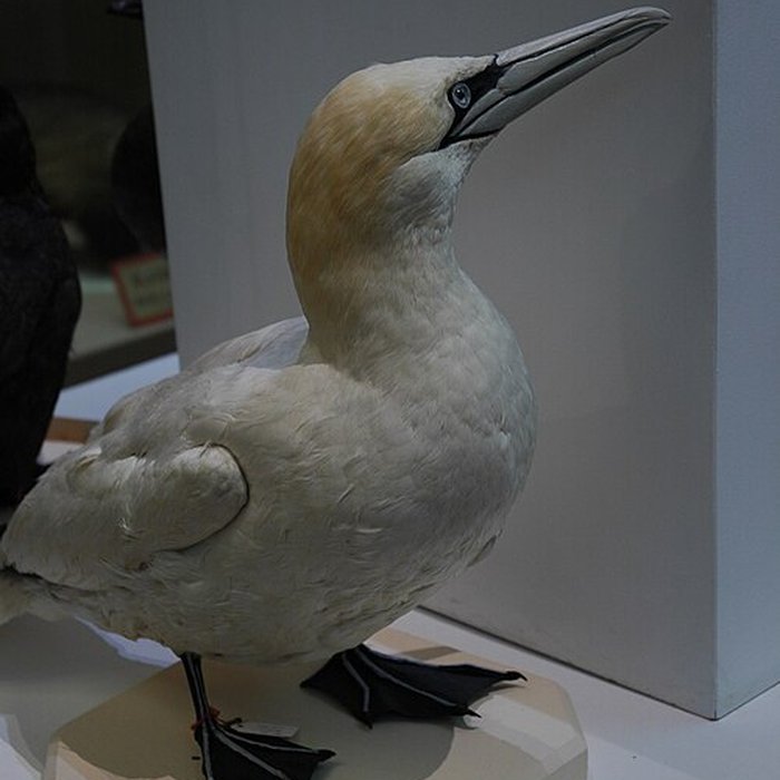 Photo de Musée départemental des Hautes-Alpes